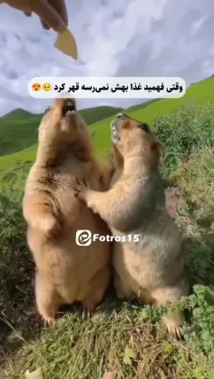 چقدر خوشگل قهر کرده 🦫 😄