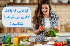 گیاهانی که باعث لاغری انسان ها می‌شوند را بشناسید !