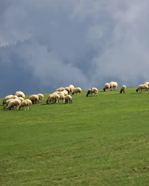 زندگی در ارتفاعات تالش ، بر فراز ابرها زیباست . 🌬🌹