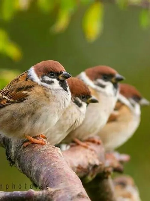 حیوانات پرنده زیبا گنجشگ تصویر پس زمینه ،