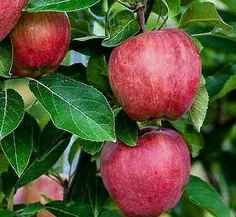 مادامى که سيب با چوب باريکش🍎🍃