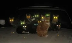 مهمونی گربه ها