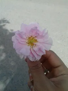 گل محمدی
