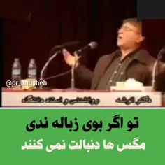 امان از مگس ها...