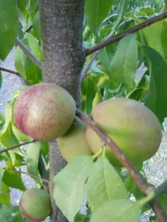 اینم میوه ی باغ عمم