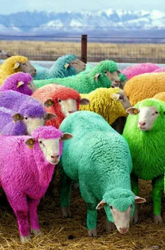 جوجه رنگی دیده بودم تا حالا ولی گوسفند رنگی نه
