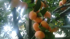 این چه میوه ایه کی میدونه ؟