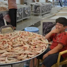 بازار ماهی و میگو بوشهر