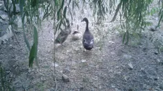 اردک های عزیزم