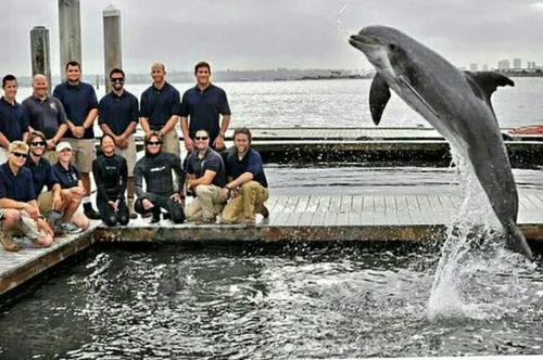 نیروی دریایی آمریکا 75دلفین آموزش دیده دارد که میتوانند ش
