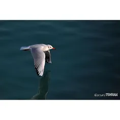 #Seagull is low flying over the #Chitgar lake, west of #T