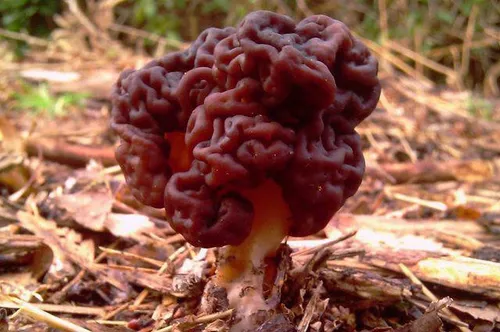 قارچ مغز یکی از عجیب ترین قارچ ها که خوردن آن باعث به کما