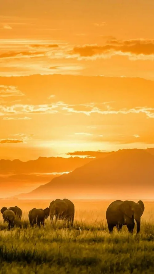 wallpaper nature animal elephants