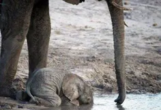 بچه فیل تا چند هفته اول تولد بلد نیست از خرطوم استفاده کن