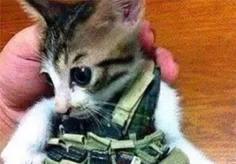 گربه انتحاری داعش
