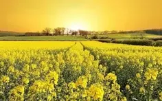 طبیعت arammilani 3664546