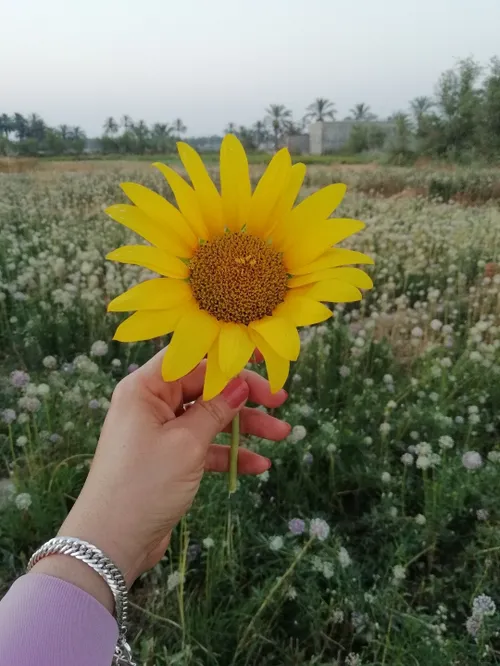 گل آفتابگردان رو به نور می چرخد و آدمی رو به خدا