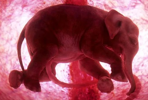 جنین فیل در شکم مادر