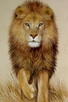 سلطان جنگل بهش میگن اقتدارش خیلی شگفت انگیز شیر نمادی از سالهای دور روزگار باستان ایران