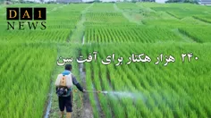 سمپاشی ۲۴۰ هزار هكتار از اراضی كشاورزی علیه آفت سن مادر