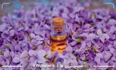 خاصیت روغن بنفشه در درمان نفخ