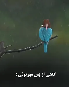 گاهی