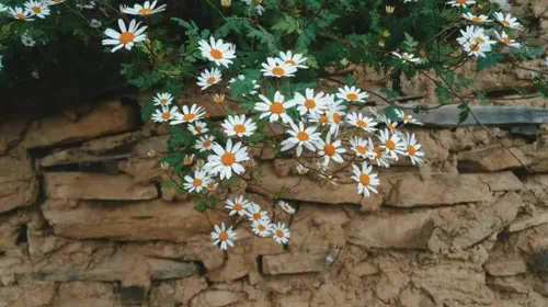 فرندمم فالو شه