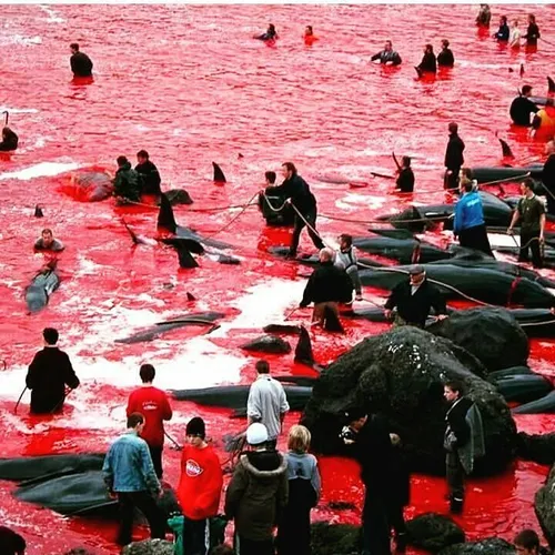 تو اروپا برای تفریحشون اینجوری از کشتار نهنگ ها دریای خون
