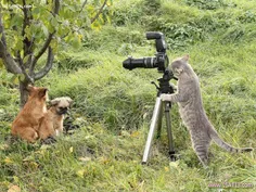گربه عکاس....