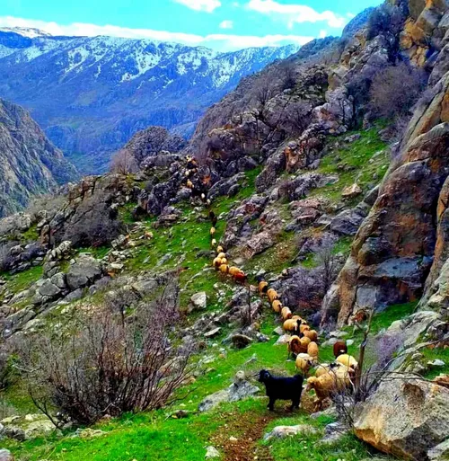 سعید فلاحی سعید فلاحی زانا کوردستانی زانا کوردستان لیلا ل