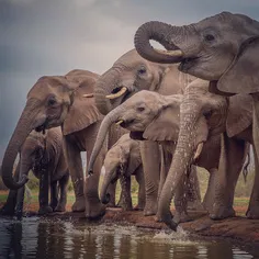 A herd of #elephants at the watering hole, #TuliBlock, Ea