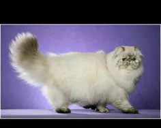💙✨گربه‌ی ایرانی معروف به «Persian Cat» یکی از کهن‌ترین و 