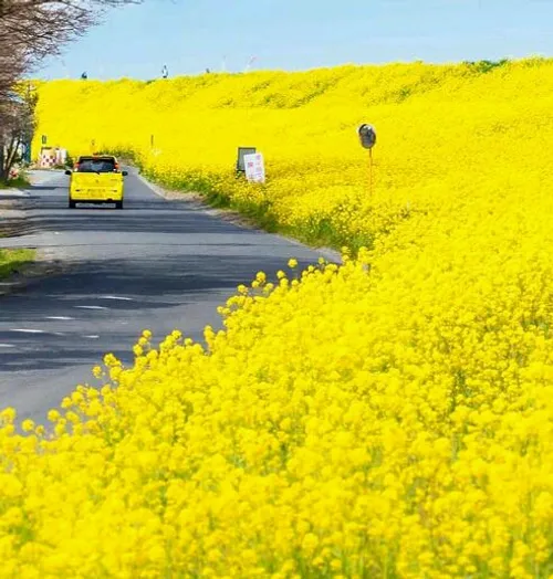 جامونده بود 😂 😂 گل های زرد رنگ در اطراف جاده ای در ژاپن