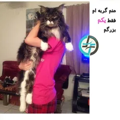 #گربه#cat#bigcat#petfarsifacts