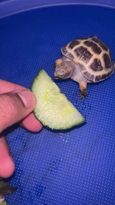 این لاکپشت هم صبحونه‌اش رو خورد، شما هنوز خوابین 🥹😊😊