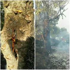 آتش سوزی در جنگل های زاگرس
