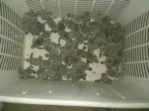 تخم گزاری لاکپشتها در جزیره قشم - شیب دراز