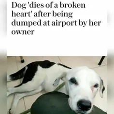 سگی که در فرودگاهی در کلمبیا توسط صاحبش رها شده بود بعد ا