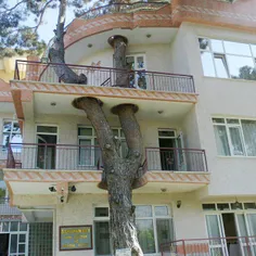 میشه یه درخت رو بخاطر ساختن خونه یا هر چی قطع نکرد. تازه 