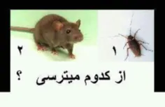 خانمها نظر بدن لطفا