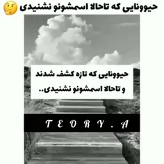 فقط اولیع🥺😇💖