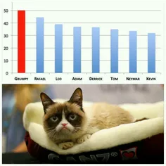 ‏گرامپی کت پولدارترین گربه جهان به دلیل بیماری جان به جان