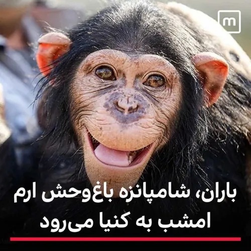 اینم مهاجرت کرد😑