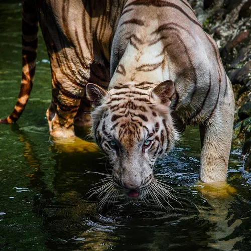 فک کنم میخواد عکاس رو