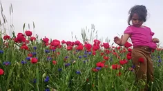 گل لاله عباسی