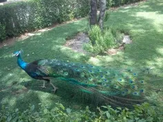 طاووس خوشگل
