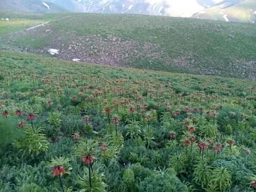 خیلی سخته ببینی انلاین شده ولی جواب پی ام هاتو نمیده