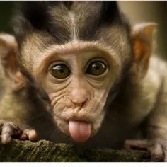 میمون های دنیای قدیم میمون هایی هستند 