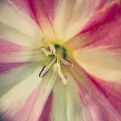 #dailytehran #flower #flowers #leaf #beautiful #Tehran #T