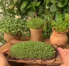 🌱سبزه خانگی درست کن😍